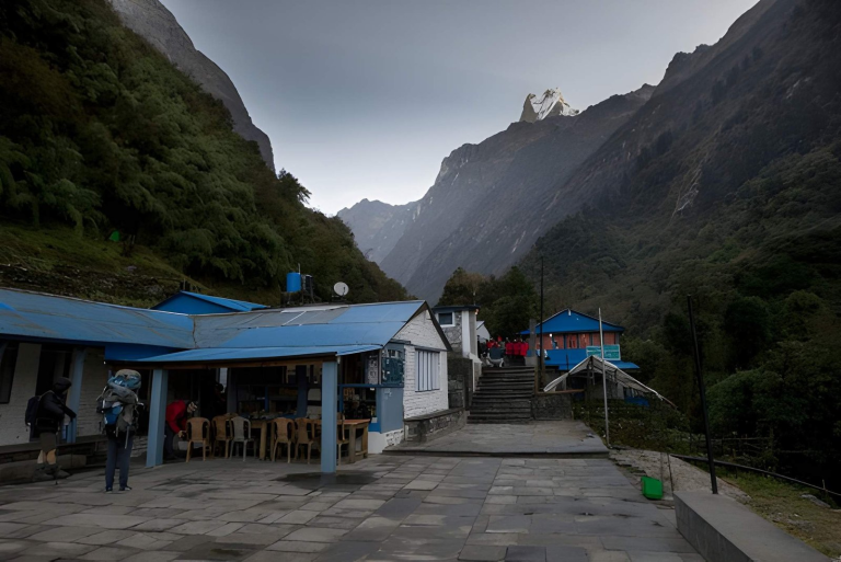 Bamboo forest on the descent through the Annapurna region