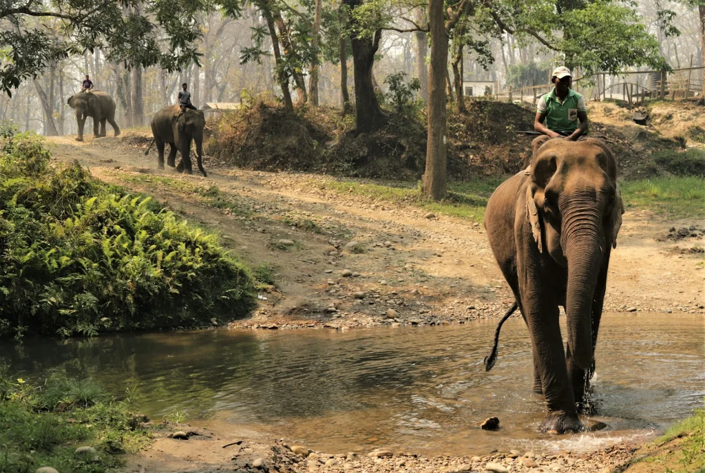 Walking With Elephants