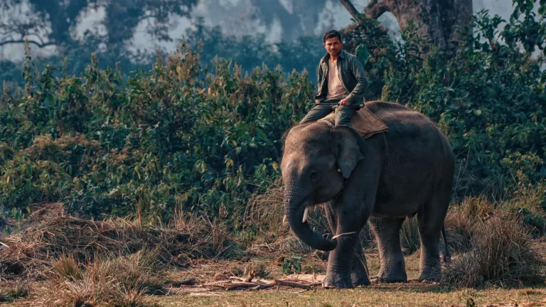 A man riding an Asian elephant through a lush, grassy field in Chitwan National Park, Nepal.