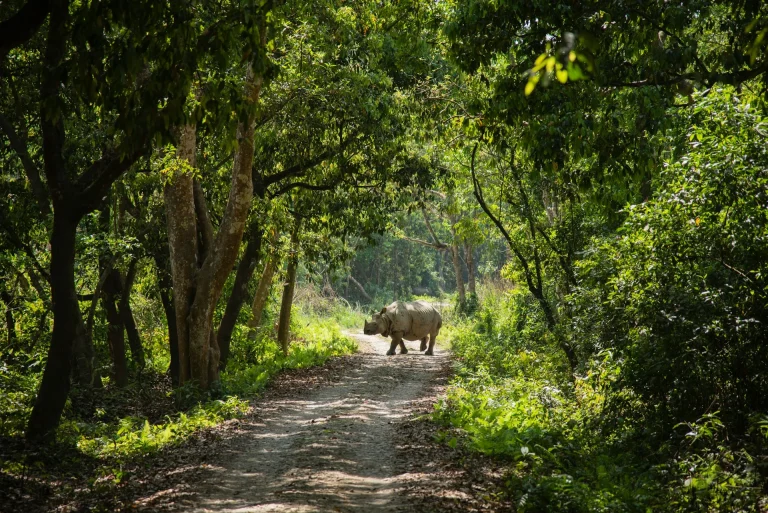 Greater one-horned rhinoceros stepping onto a sunlit dirt trail framed by a dense canopy of sal forest in Chitwan National Park, Nepal