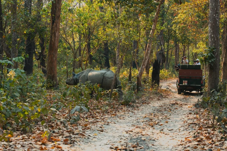 A Greater One-horned Rhinoceros crossing a dirt track in front of a tourist safari jeep inside Chitwan National Park, Nepal.