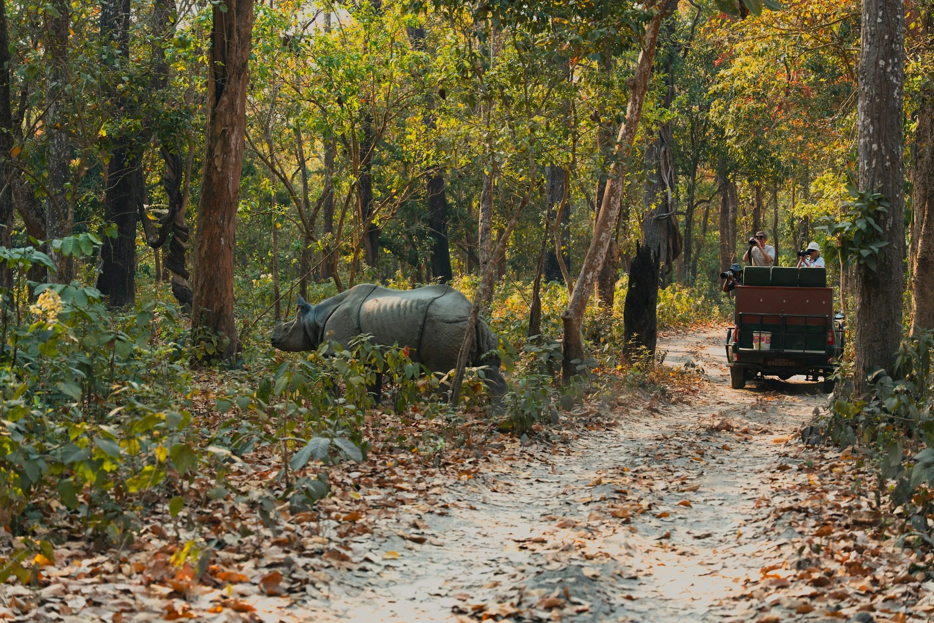 A Greater One-horned Rhinoceros crossing a dirt track in front of a tourist safari jeep inside Chitwan National Park, Nepal.