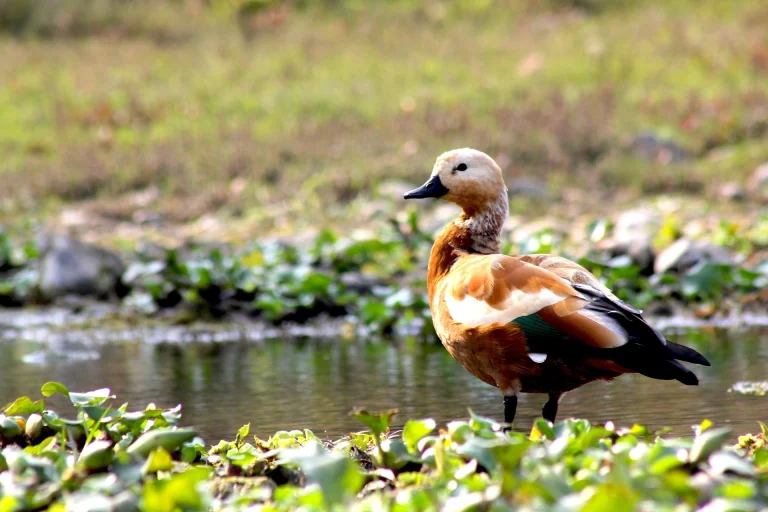 A bright orange-brown Ruddy shelduck stands in shallow water along a marshy riverbank filled with green aquatic vegetation, likely near the Rapti River in Chitwan National Park.