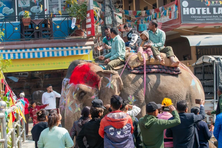 A decorated festival elephant carrying several riders, including a small child, walks down a crowded street in Sauraha, Nepal, as onlookers watch and take photos.